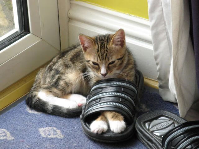 体育新闻中心推动基层体育赛事直播技术升级，体育赛事直播的好处